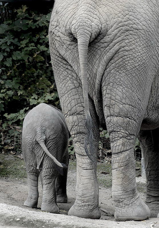 Tiere Zoo Wuppertal_DDB6113.jpg - Vater und Sohn